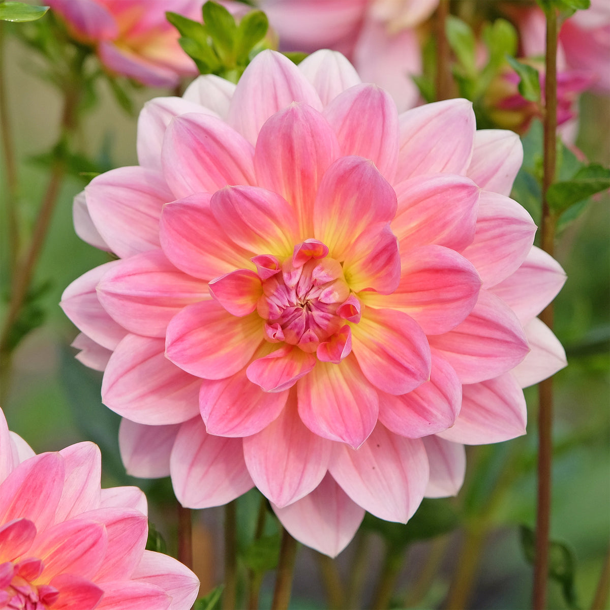Dahlia - Dahlia Twiggy - Dahlia Twiggy