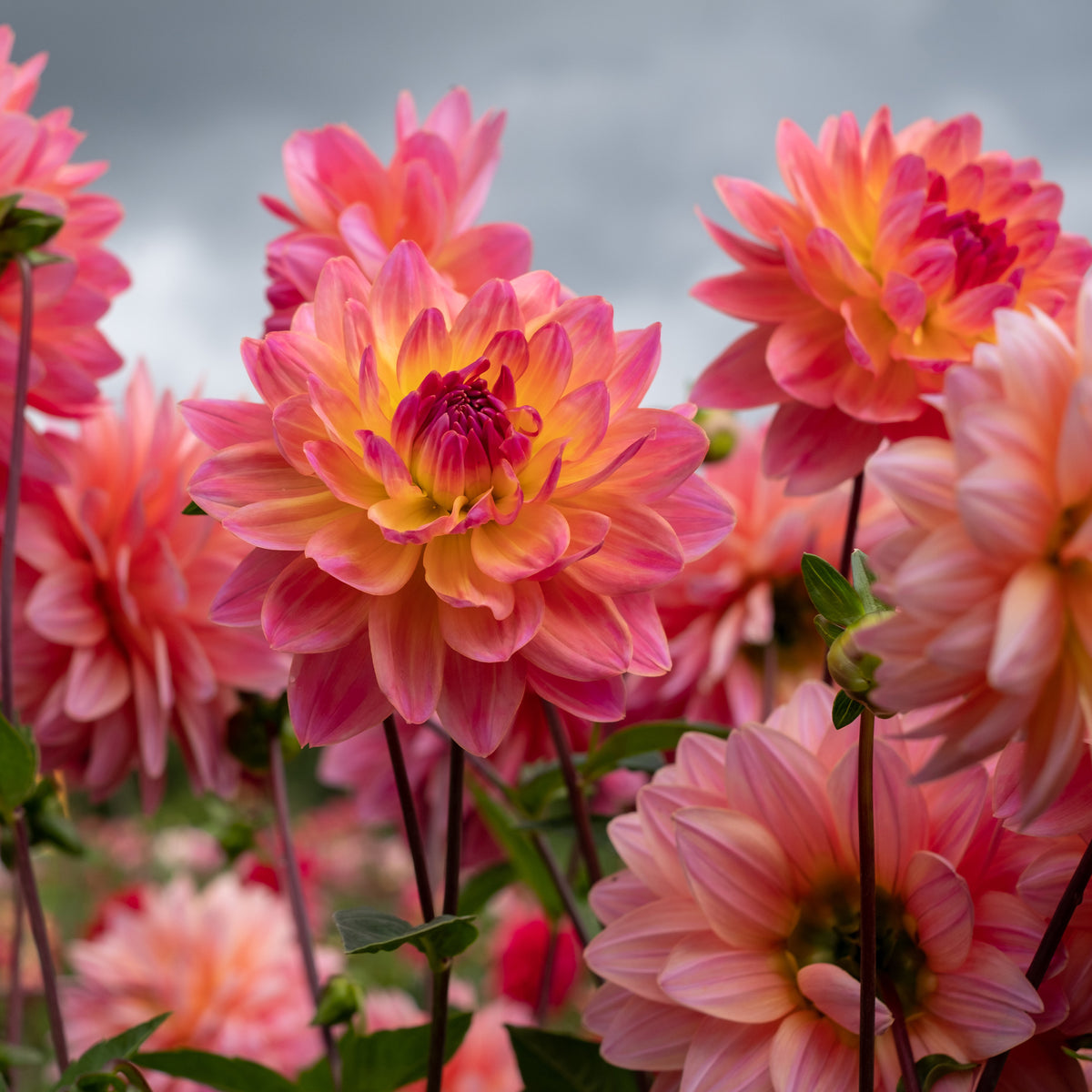 Dahlia Twiggy - Dahlia Twiggy - Dahlia