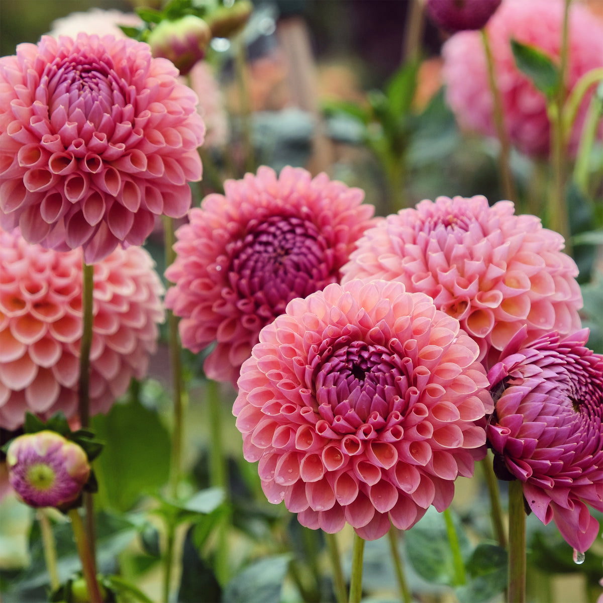 Dahlia Jowey Winnie - Bakker