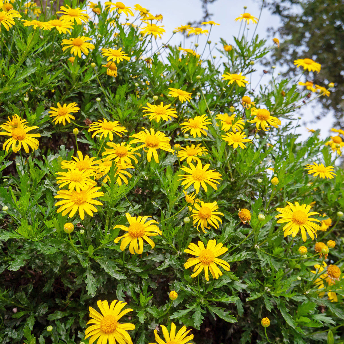 Euryops chrysanthemoides - Zuid-Afrikaanse margriet - Borderplanten