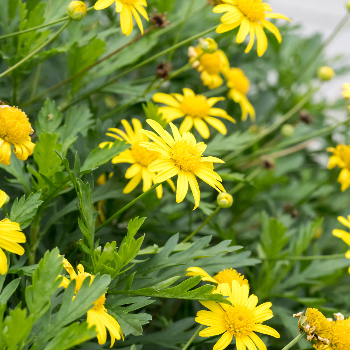 Zuid-Afrikaanse margriet - Euryops chrysanthemoides - Bakker