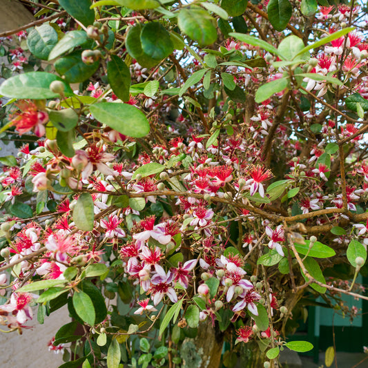 Braziliaanse guave / Ananasguave - Bakker