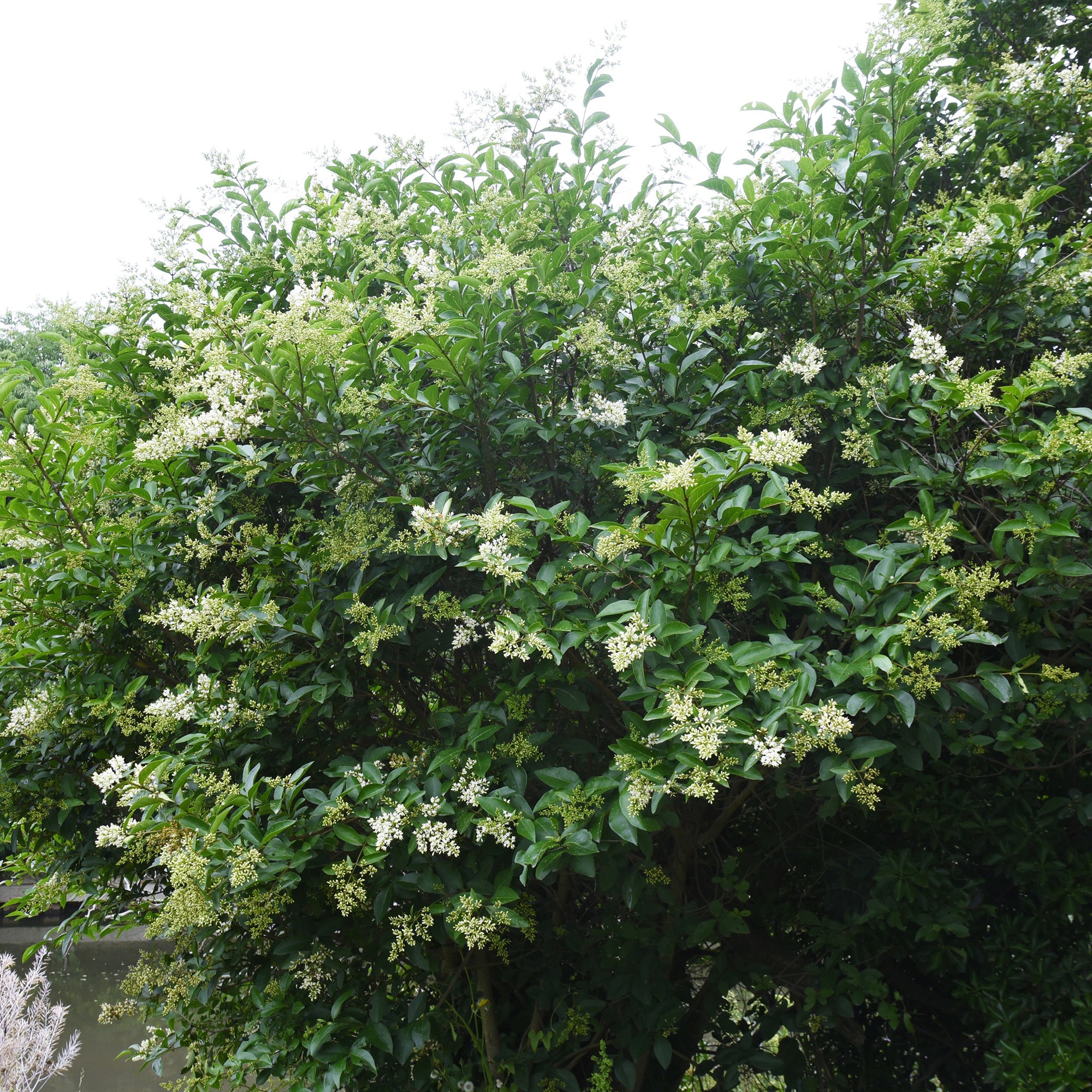 chinese liguster Chinese Liguster - Ligustrum lucidum