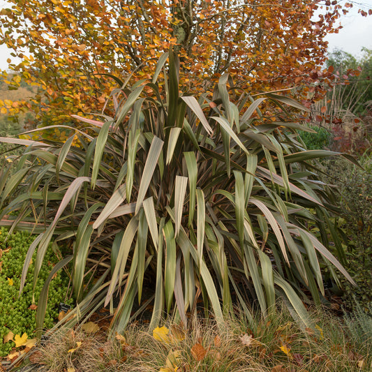 Nieuw-Zeelands vlas 'Sundowner' - Bakker