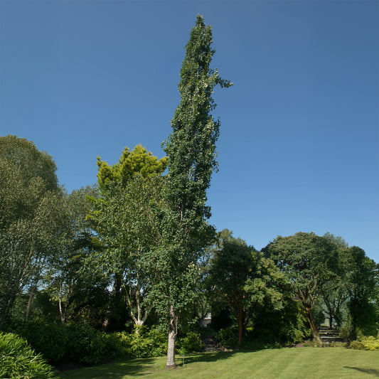 Zuilvormige ratelpopulier - Bakker