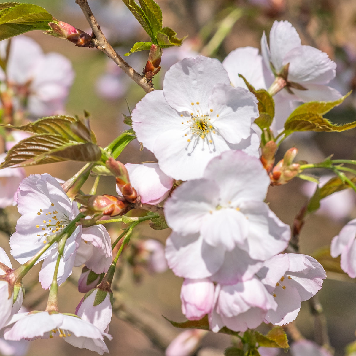 Japanse sierkers 'Sunset Boulevard' - Prunus serrulata Sunset Boulevard - Bakker