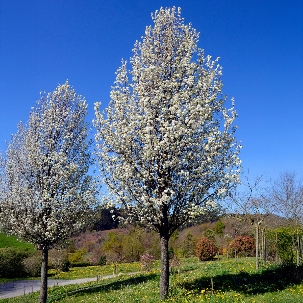 Sierpeer ' Chanticleer' - Pyrus calleryana Chanticleer - Bakker