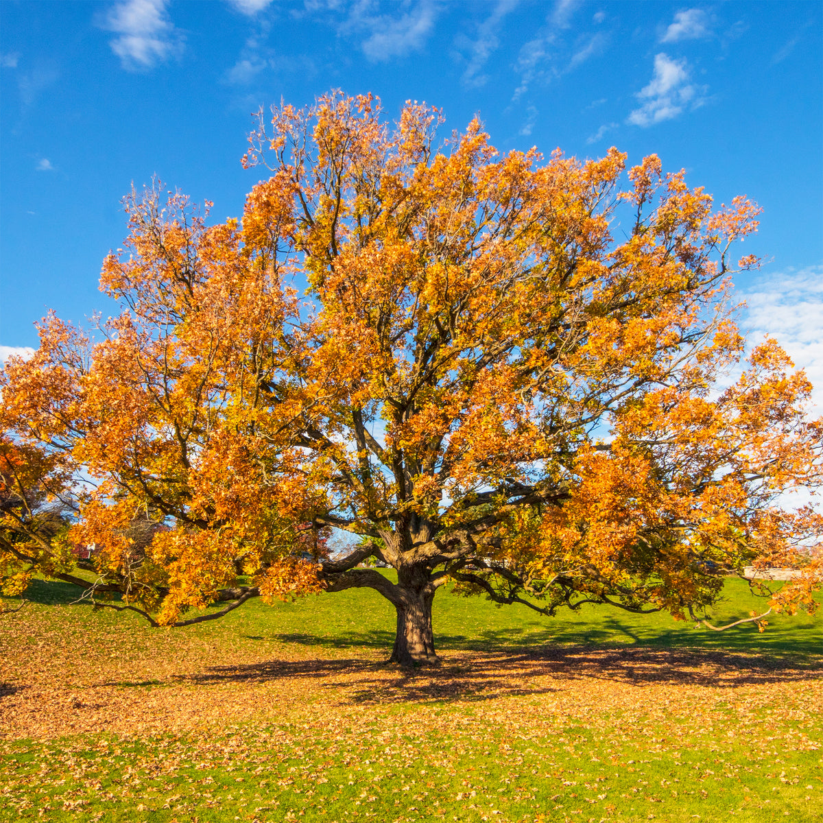 Eik - Wintereik - Quercus petraea