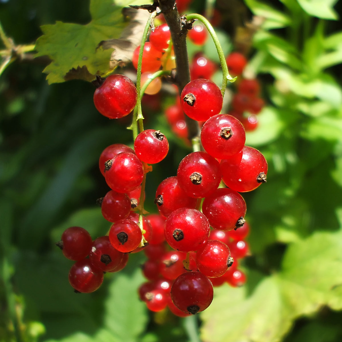Aalbes 'Versaillaise rouge' - Ribes rubrum Versaillaise Rouge - Bakker