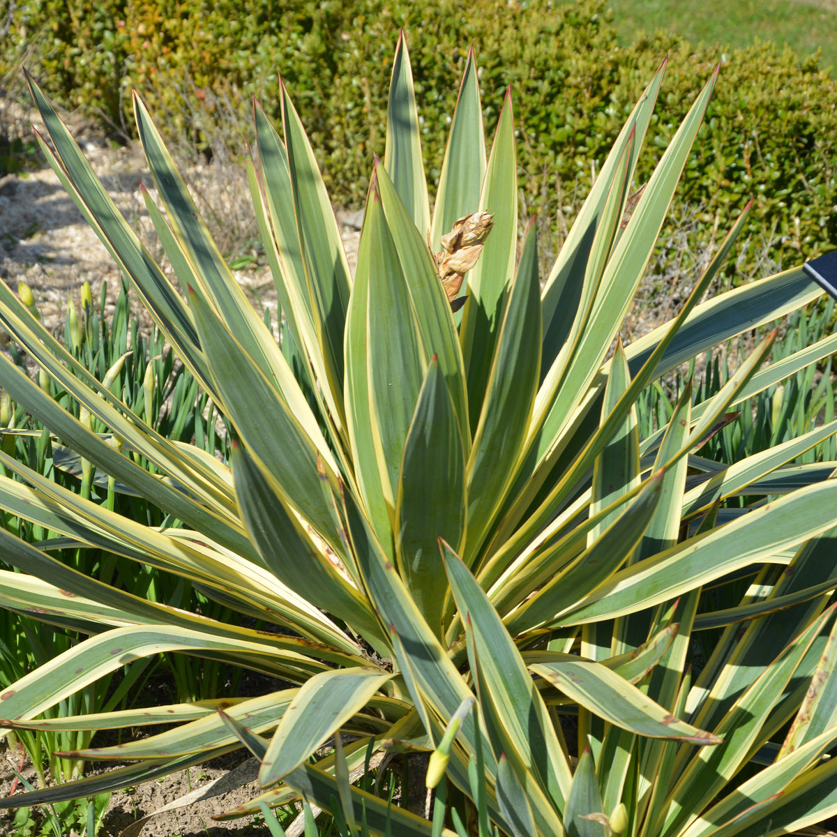 Yucca filamentosa Citrus twist® / Palmlelie - Bakker