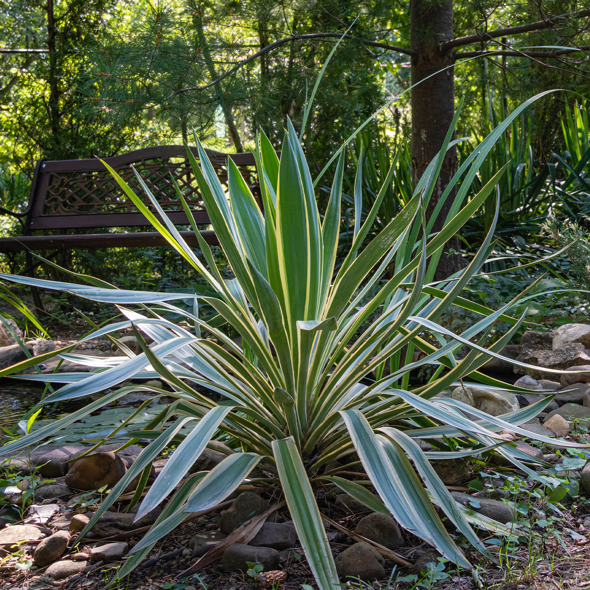 Palmlelie 'Variegata' - Bakker