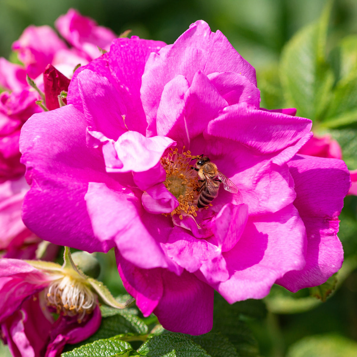 Rosa rugosa Wild Edric - Struikroos Rosa 'Wild Edric' - Rozen