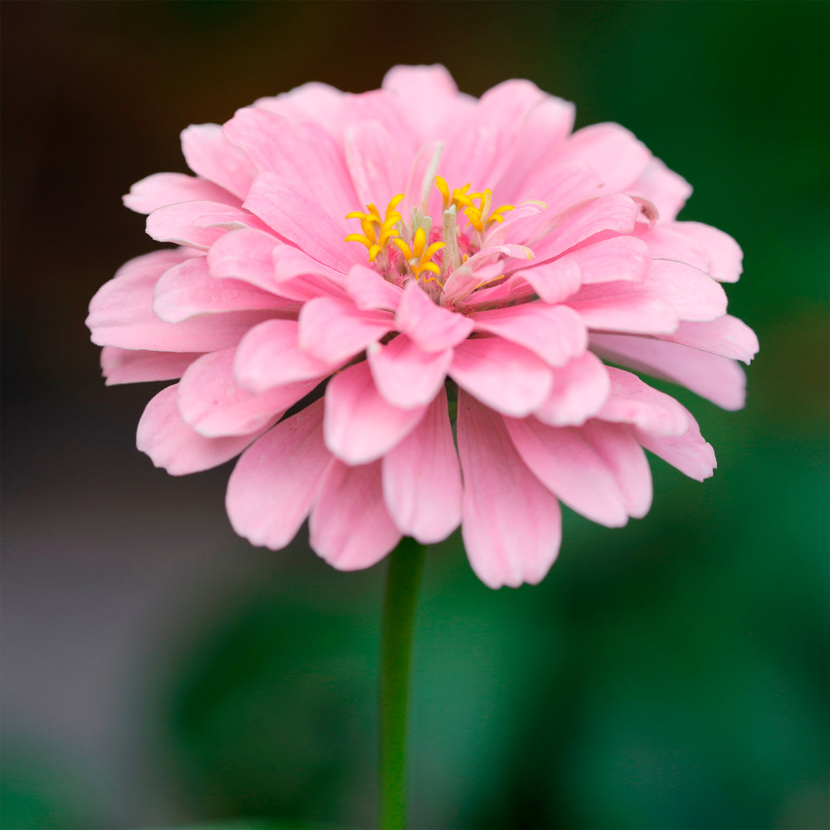 Roze Zinnia - Bakker