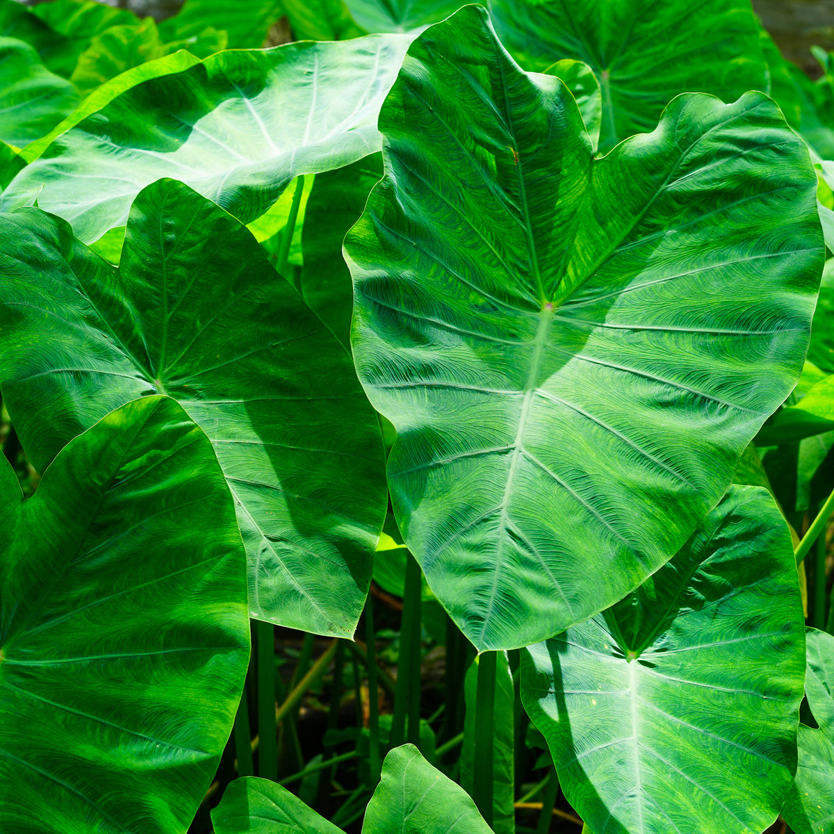Colocasia / Olifantsoor - Bakker
