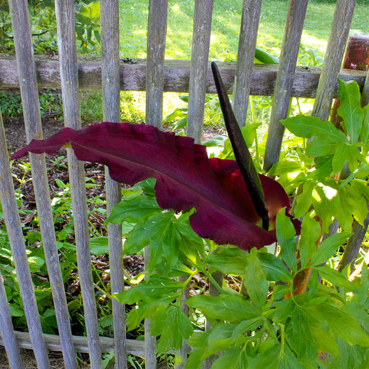 Drakenwortel - Bakker