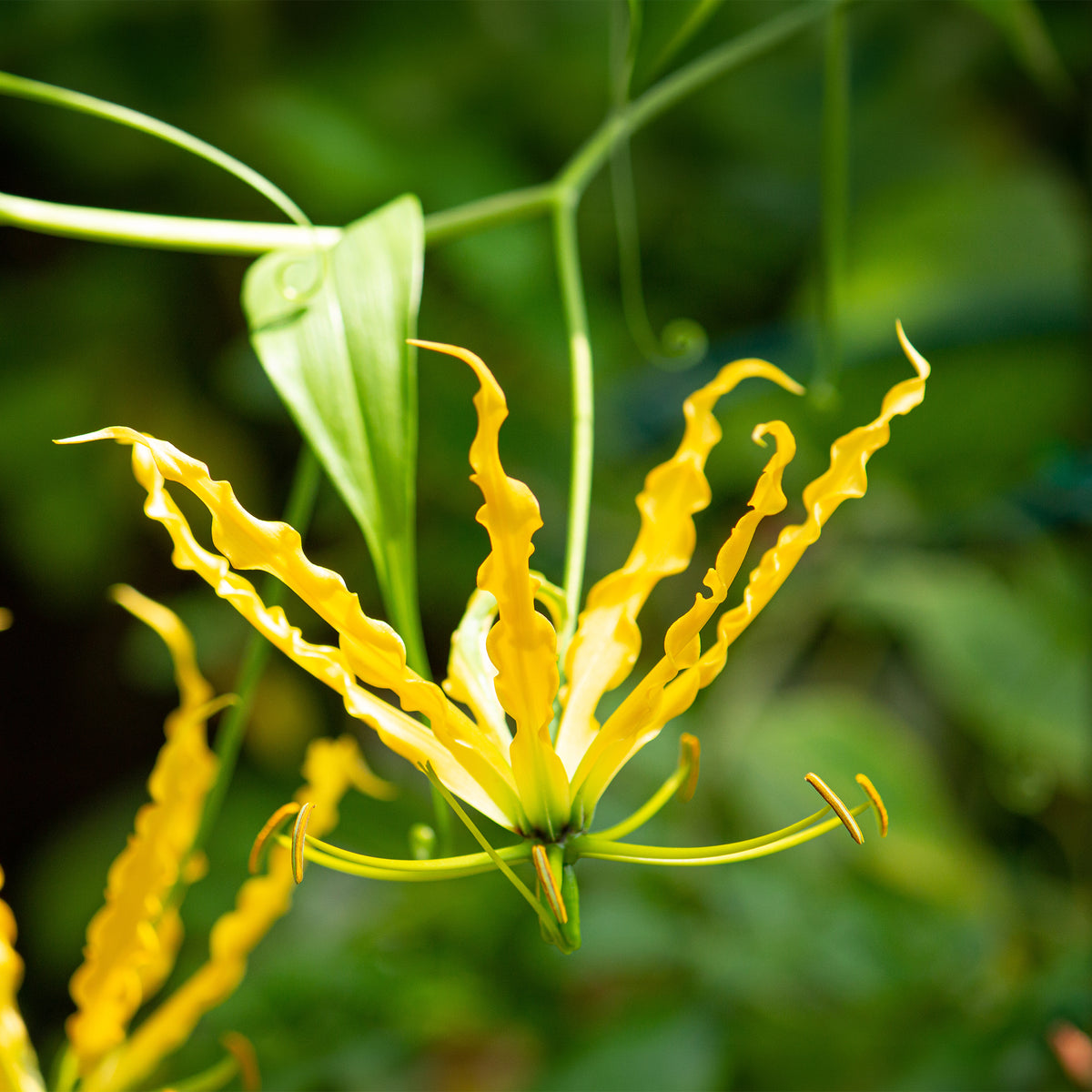 Gloriosa Lutea / Klimlelie