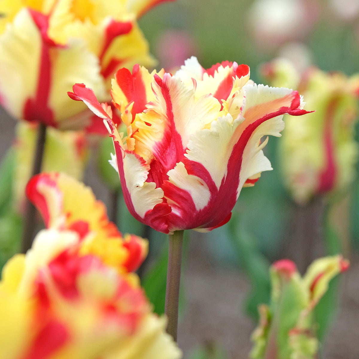 Tulpen - Papegaaitulpen Flaming Parrot - Tulipa Flaming Parrot