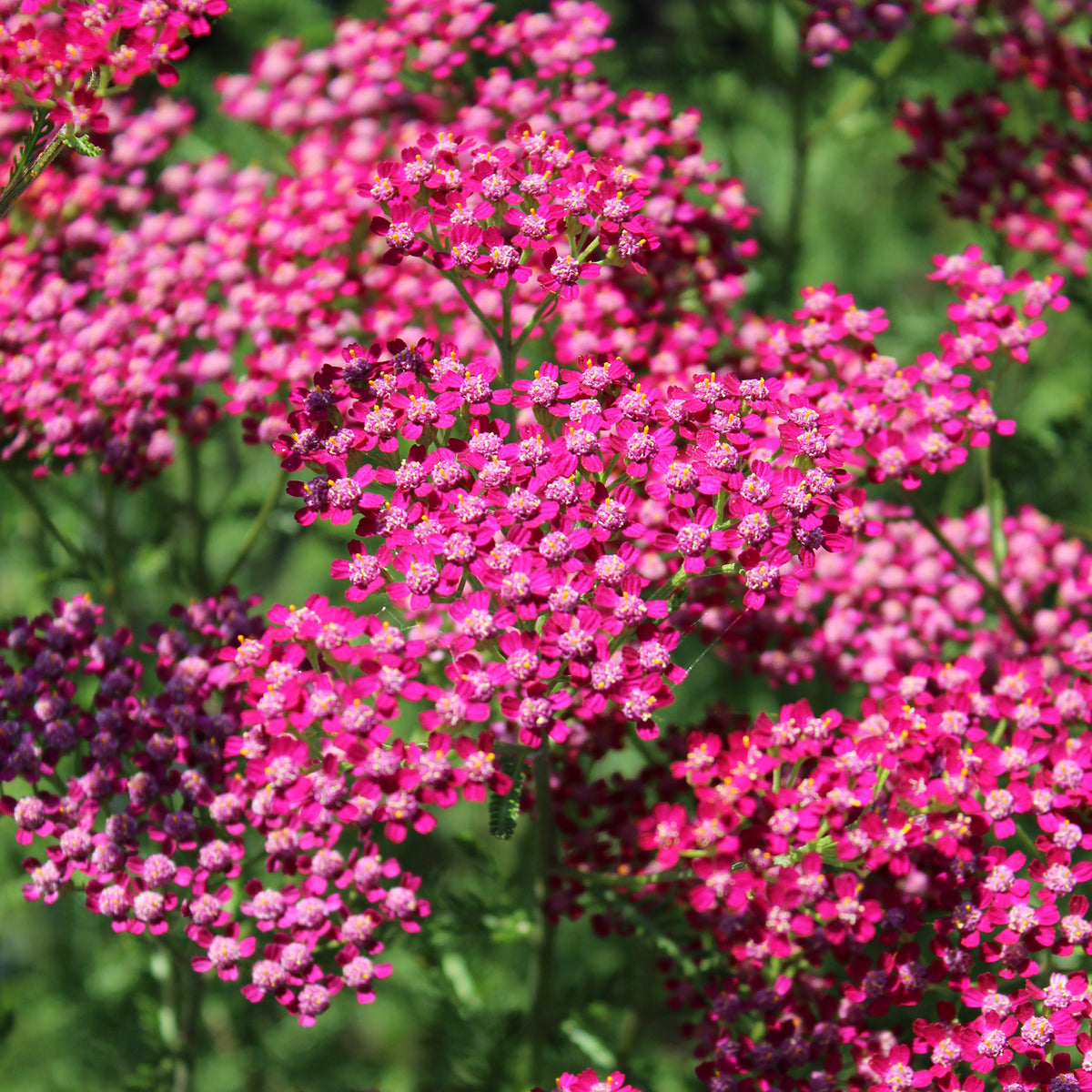 Duizendblad Cassis - Bakker