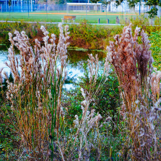 Andropogon ternarius - Bakker
