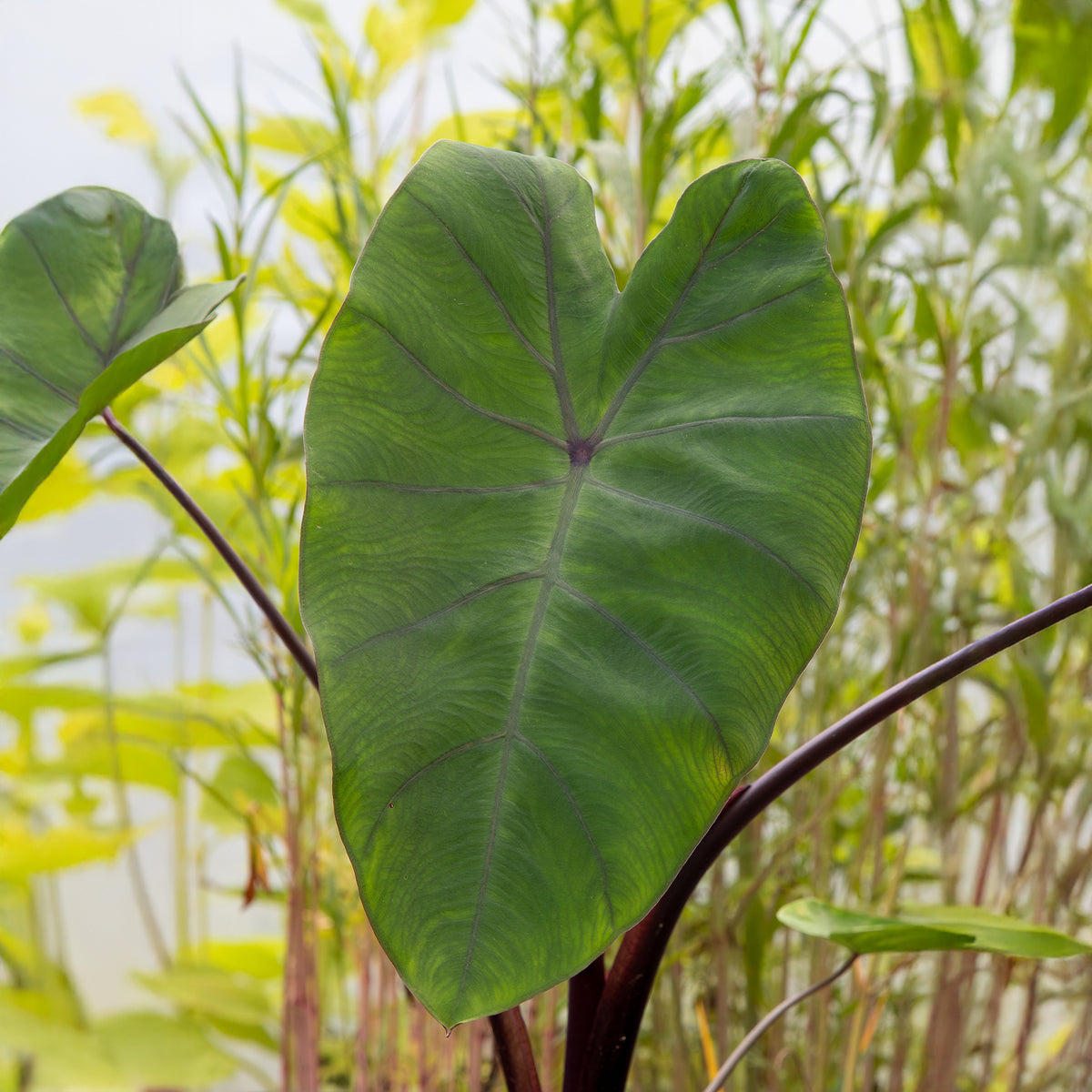 Colocasia Metallica / Olifantsoor - Bakker