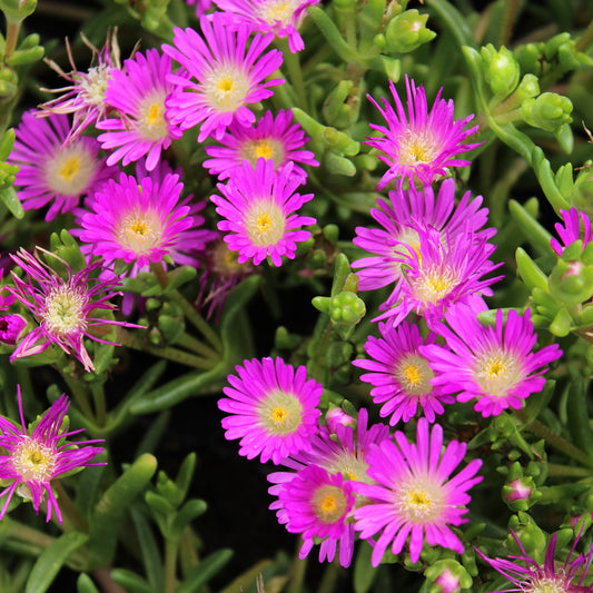 Ijsbloem Wheels of Wonder® Violet - Bakker