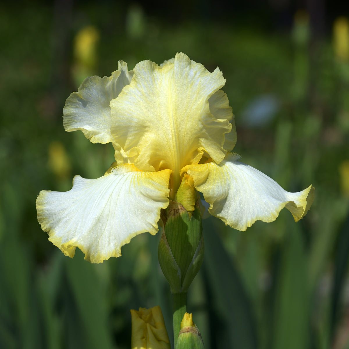Baardiris Brides Halo - Bakker