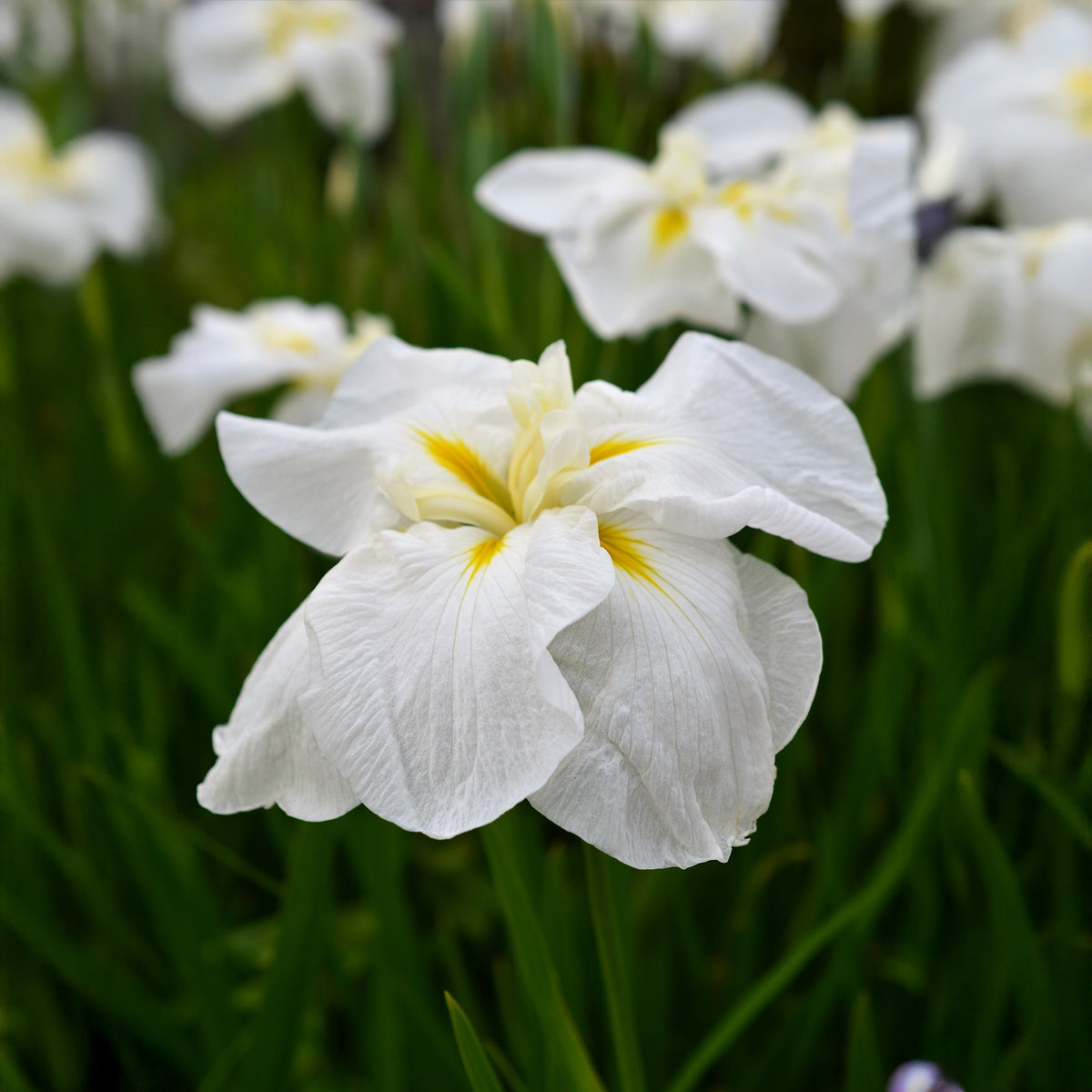 Japanse iris White ladies - Iris ensata White Ladies - Bakker