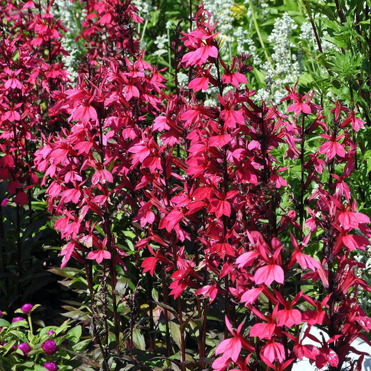 Vaste lobelia Russian Princess - Bakker