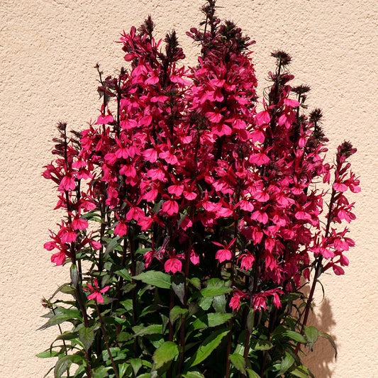 Vaste lobelia Russian Princess - Bakker