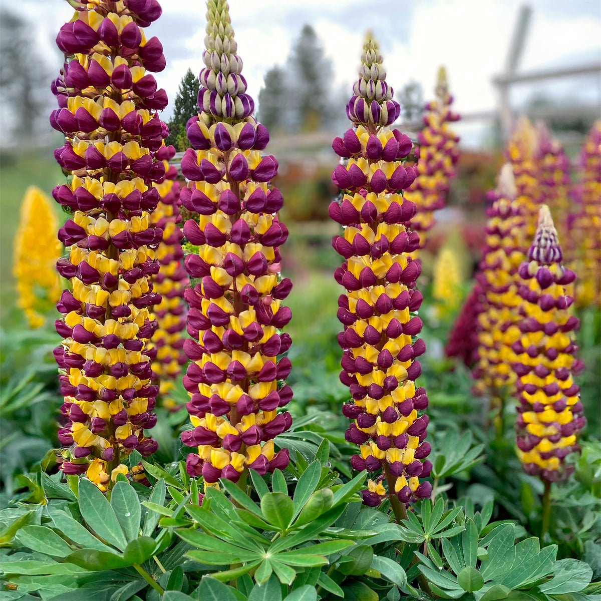 Lupinus Manhattan Lights® - Lupine Manhattan Lights® - Lupine