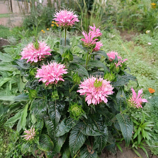 Monarda Sugar Buzz Pink Frosting - Bakker