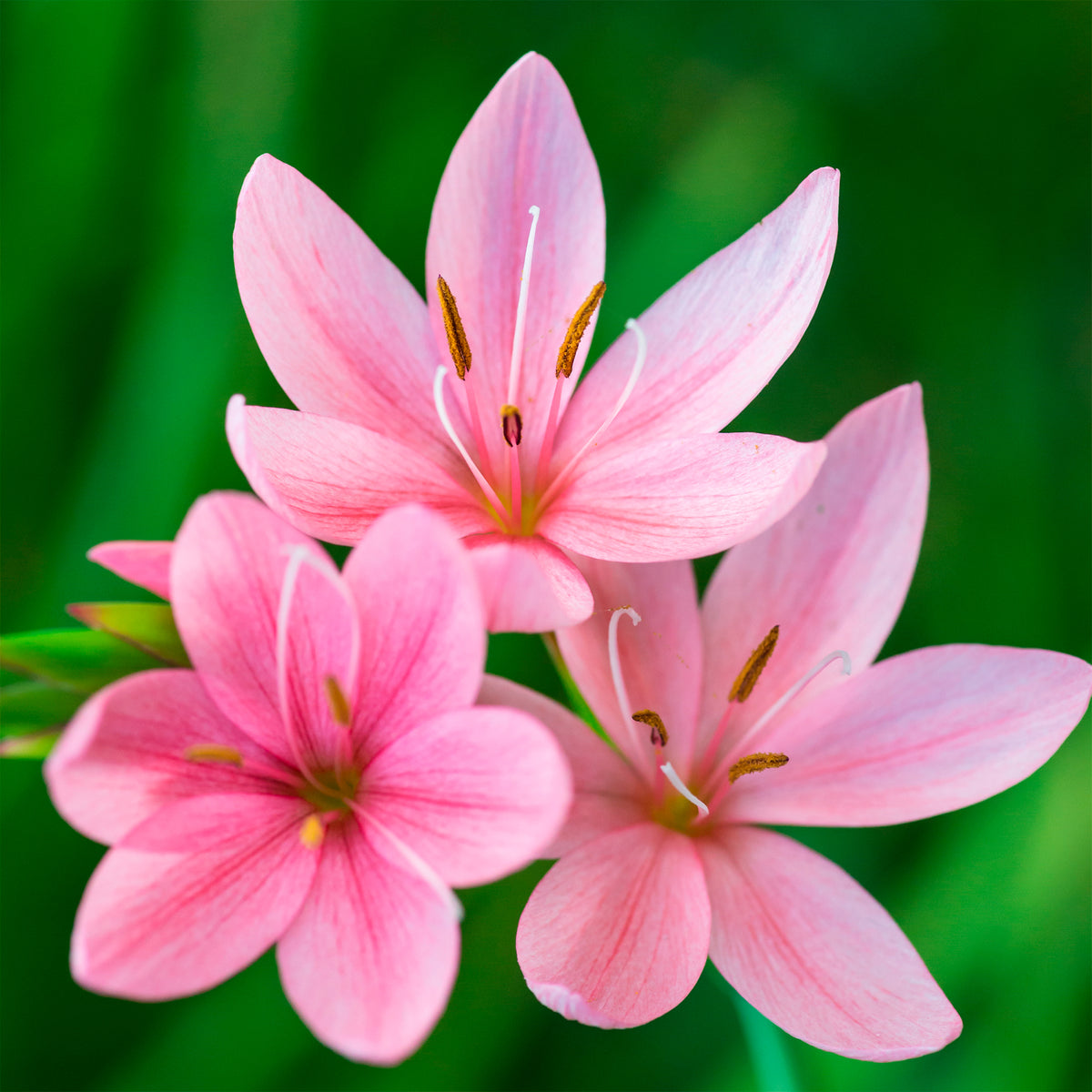 Moerasgladiool Pink Butterflies - Bakker