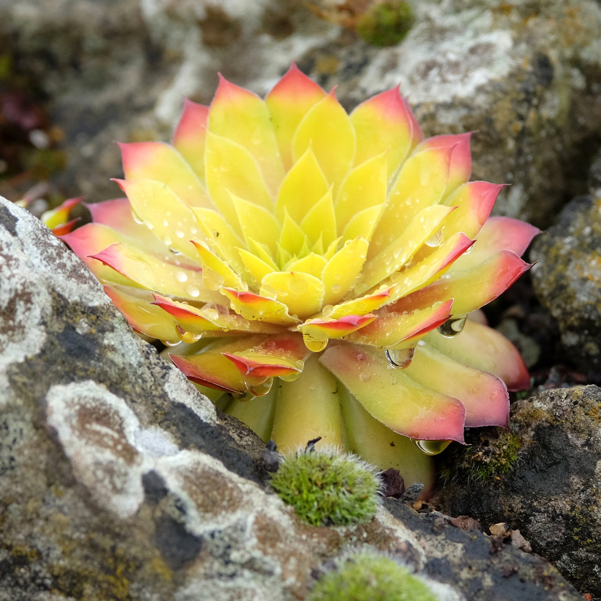 Sempervivum - Huislook - Huislook Chick Charms ® Gold Nugget - Sempervivum Chick Charms® Gold Nugget