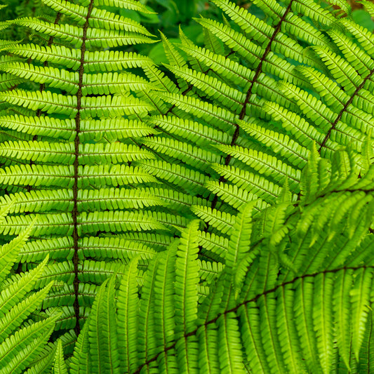 Zwarteschubvaren - Bakker