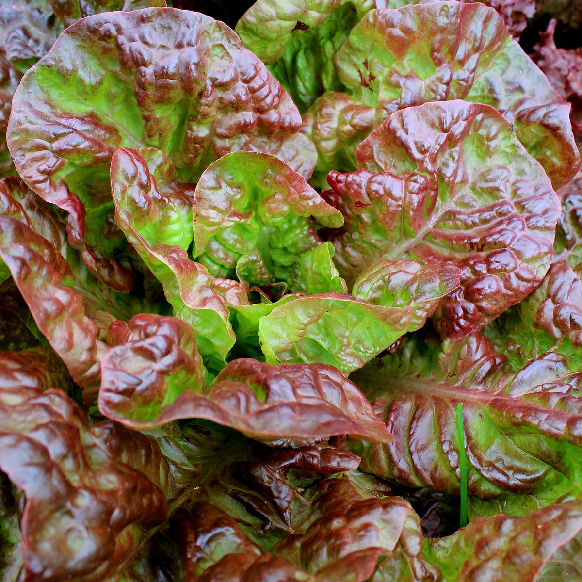 Lactuca sativa capitata Bocado - Ijsbergsla Batavia Bocado - Moestuinplanten