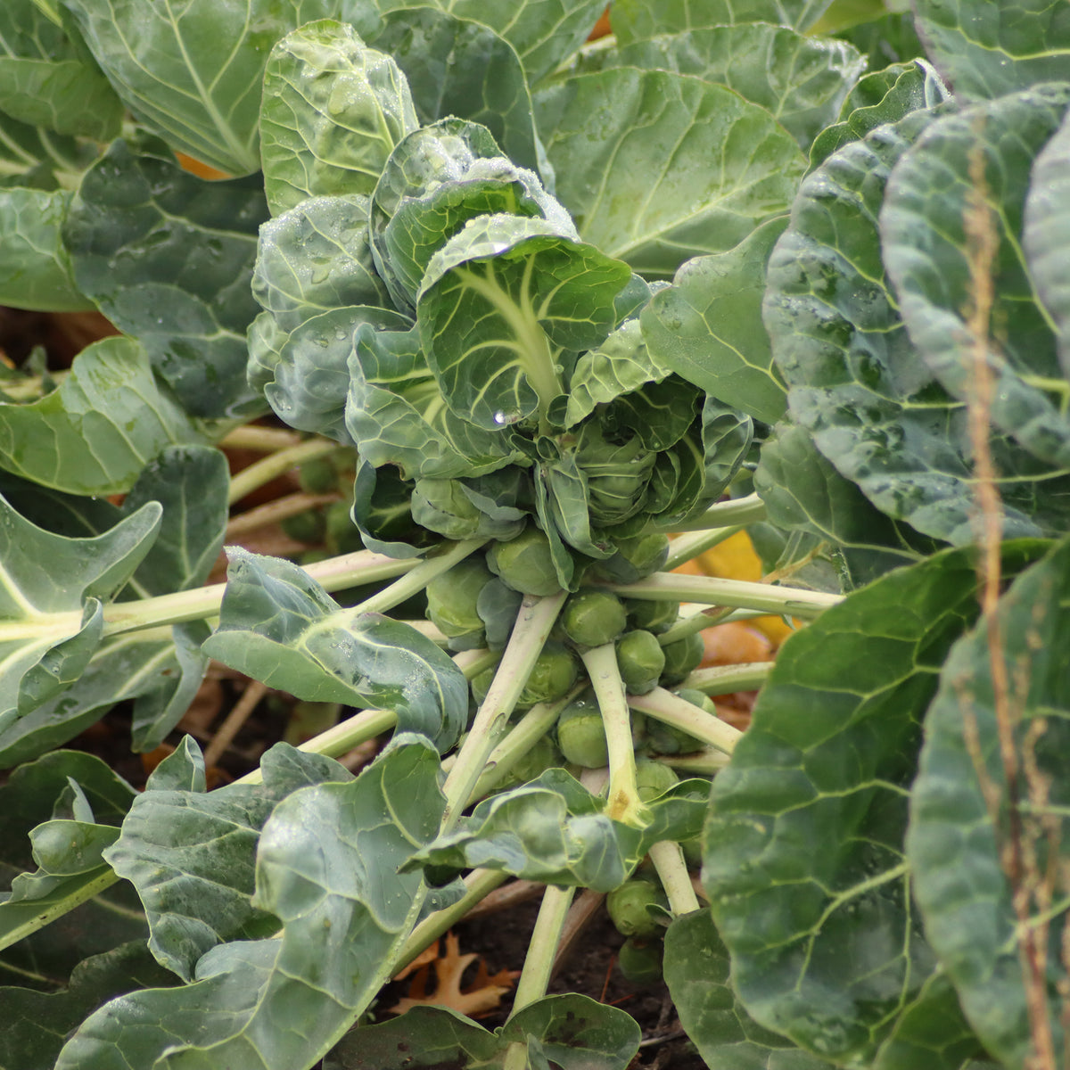 Spruiten Bright F1 - Brassica oleracea gemmifera Bright F1 - Bakker