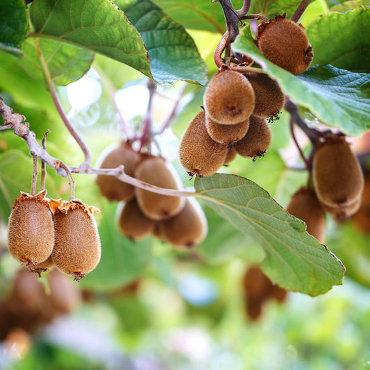 Gele kiwi Herma® - Bakker