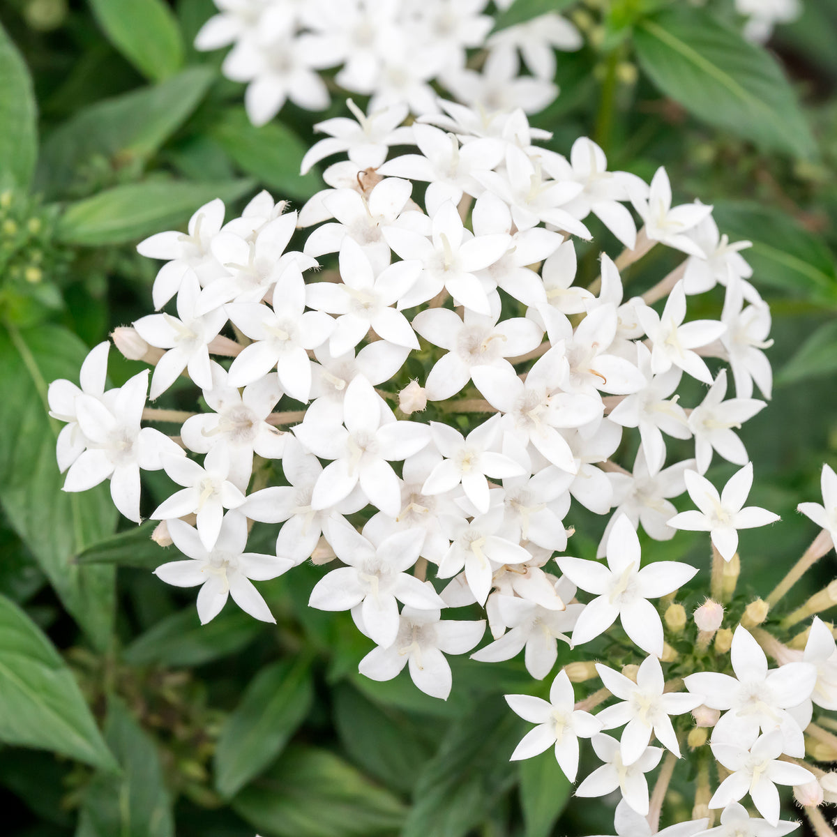 Pentas lanceolata - Witte pentas - Egyptische sterbloem - Balkon- en terrasbloemen