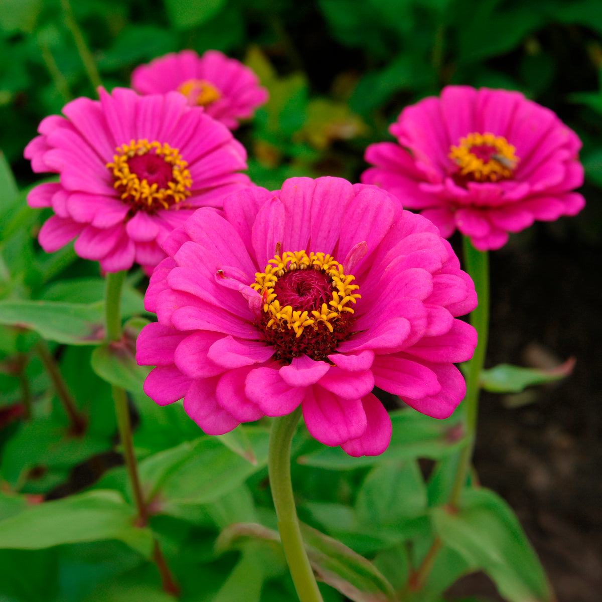 Fuchsia zinnia - Bakker