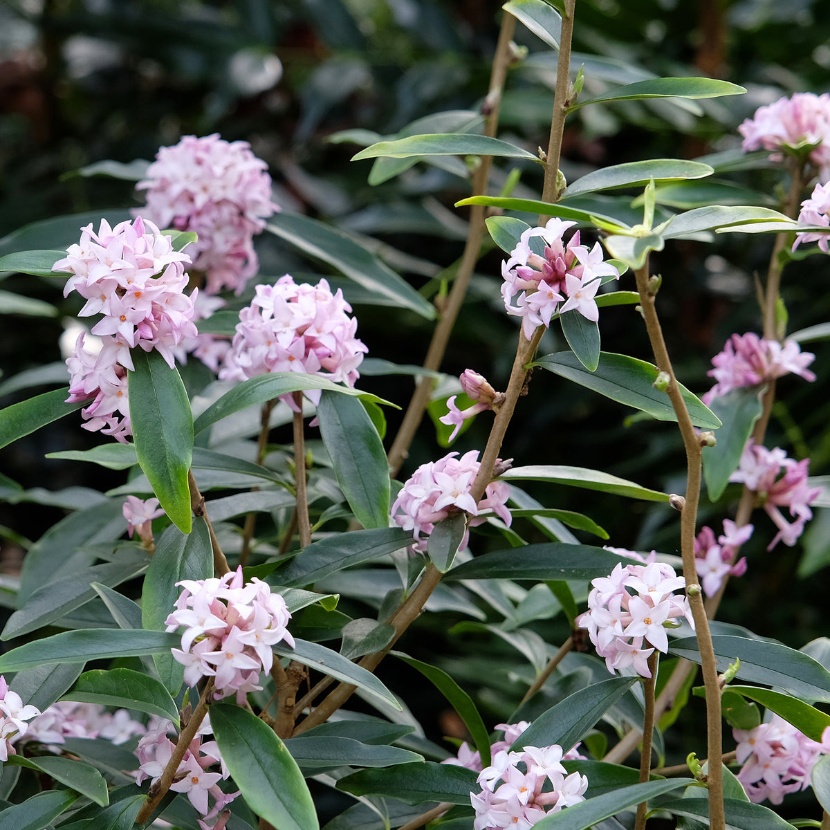 Daphne Spring beauty - Bakker