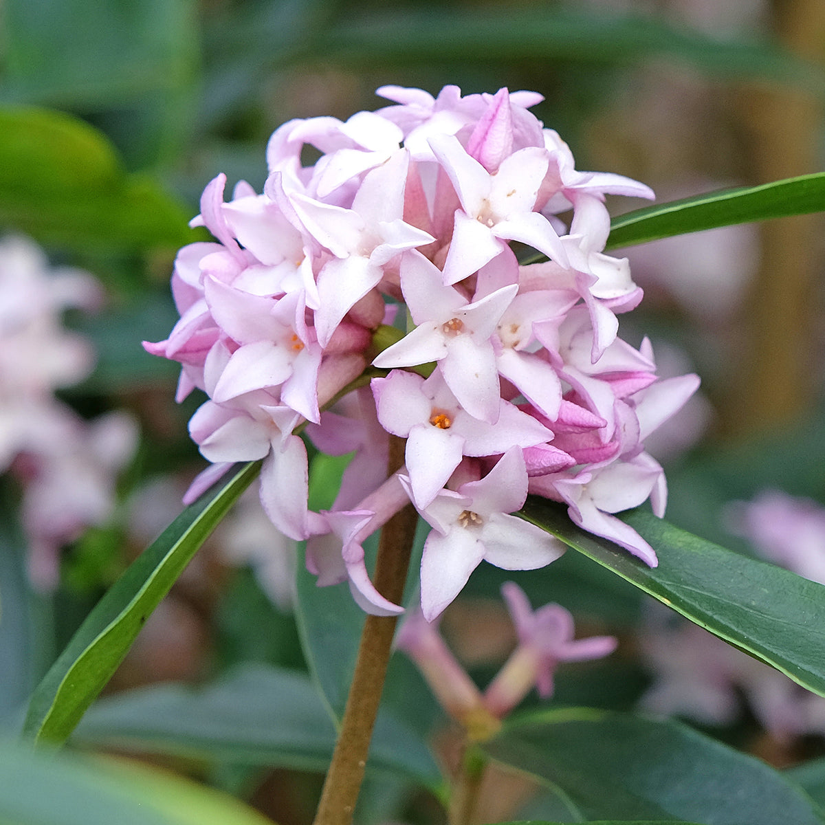 Daphne Spring beauty - Daphne bholua Spring Beauty® - Bakker