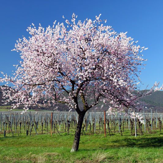 Zoete amandel - Bakker