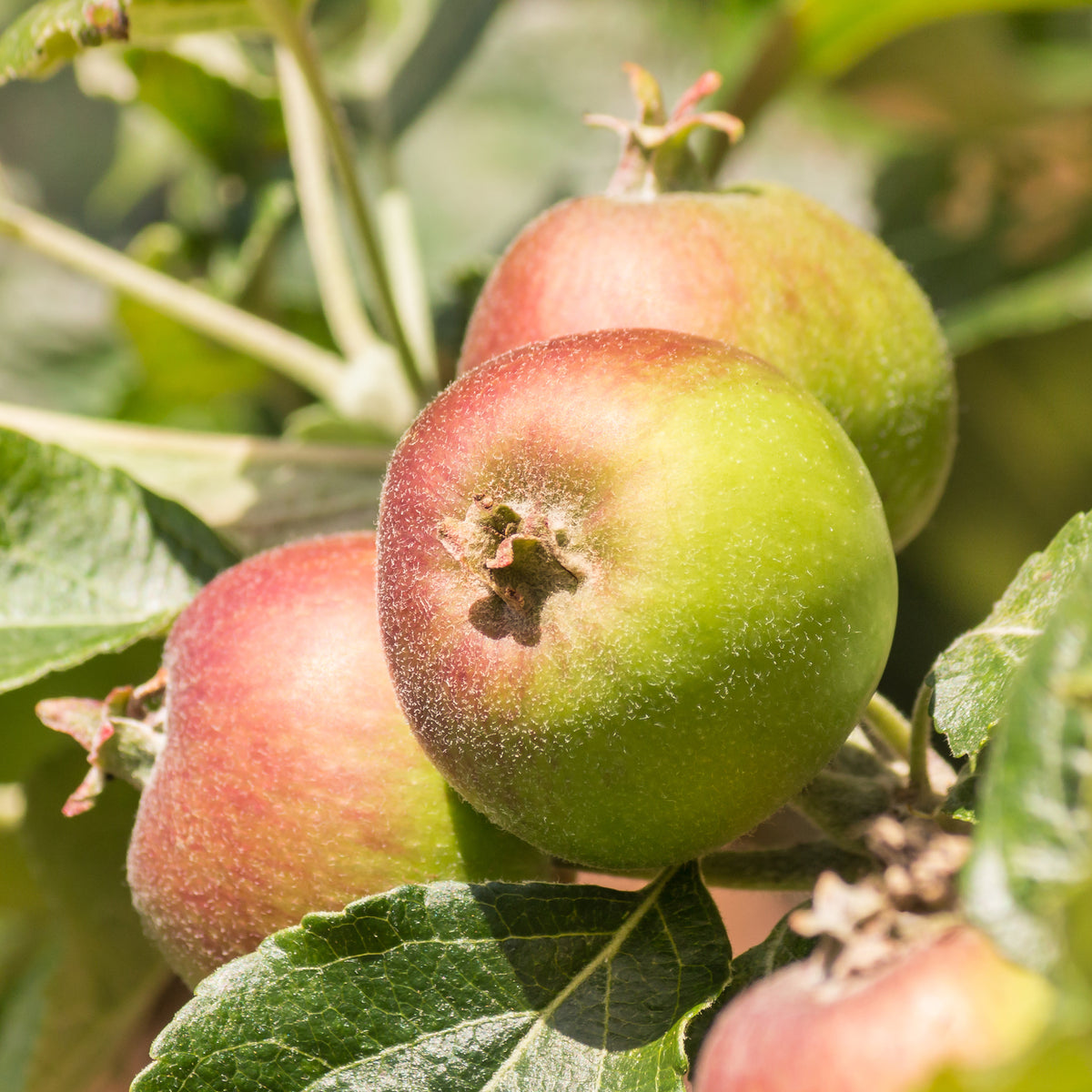 Appelboom Braeburn - Bakker