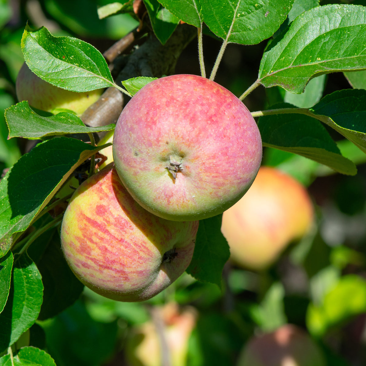 Appelboom Gravenstein - Malus domestica Gravenstein - Bakker