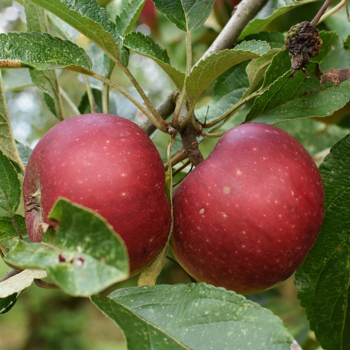 Appelboom Ingrid Marie - Malus domestica Ingrid Marie - Bakker