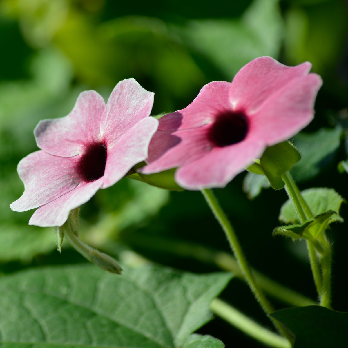 Verkoop Thunbergia alata Sunny Suzy Rose Sensation - Thunbergia alata Sunny Susy® Rose Sensation