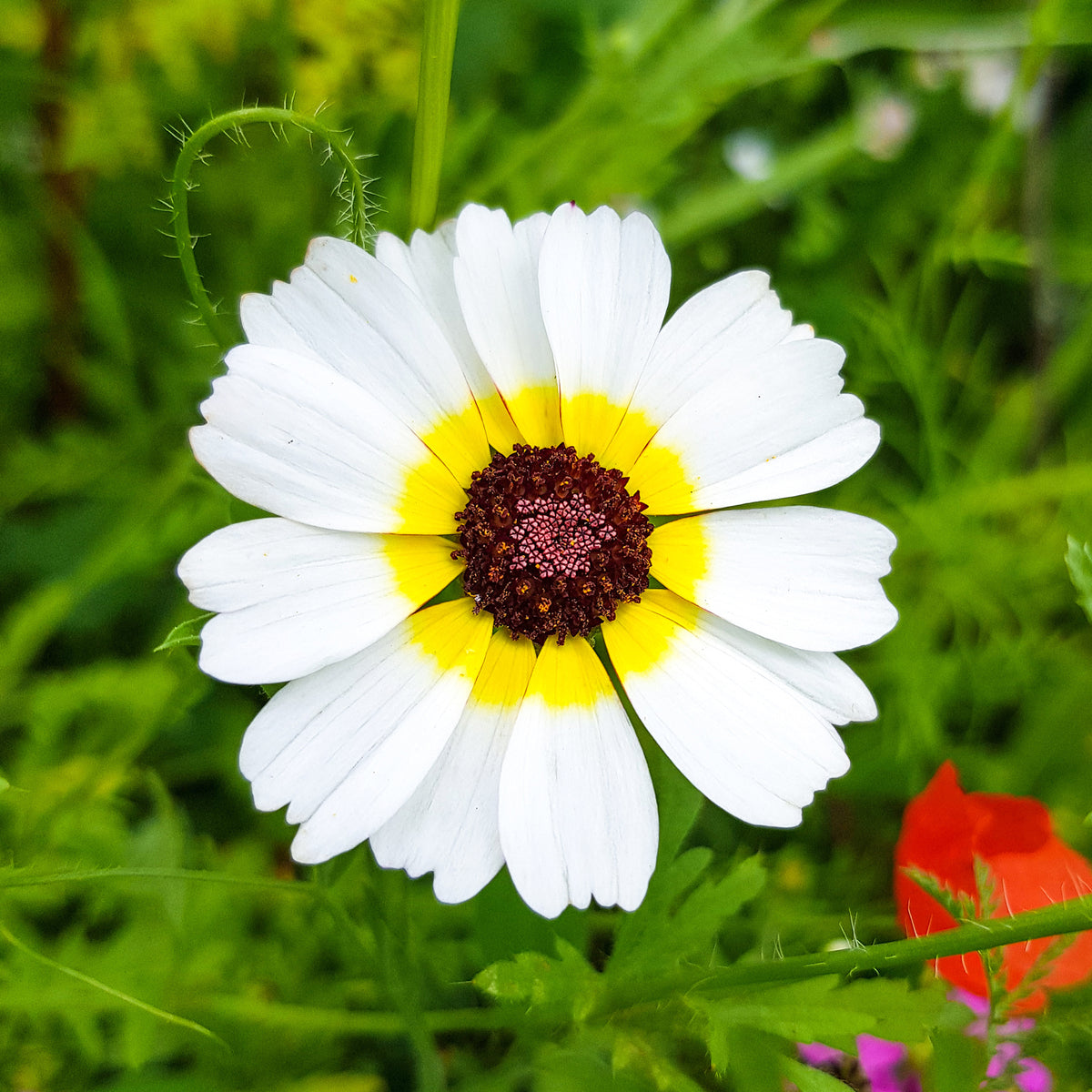 Bonte ganzebloem Polar Star - Bakker