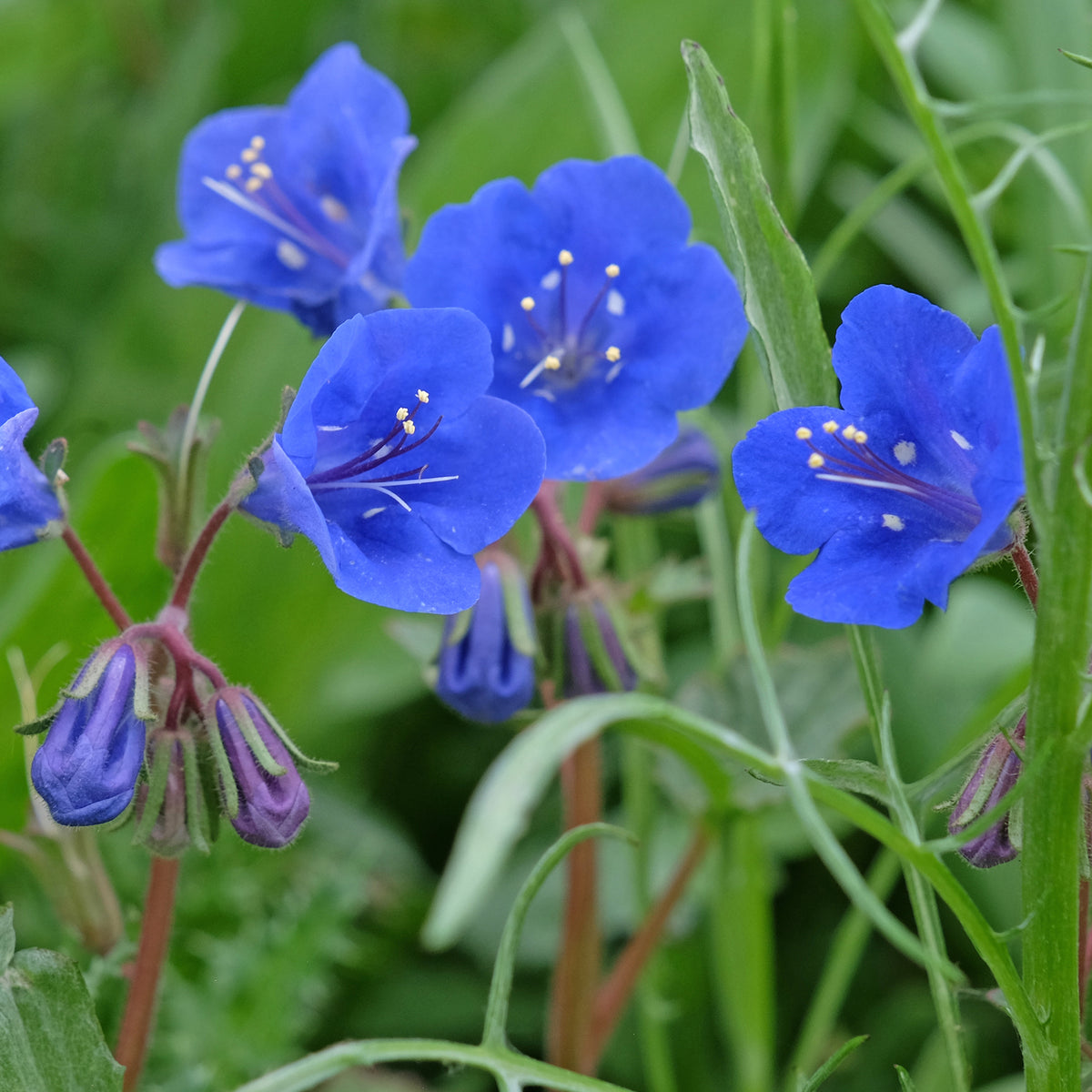 Bijenvoer Blue Bell - Bakker