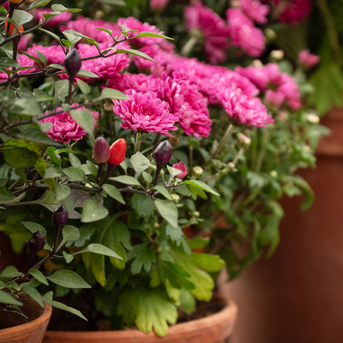 Chrysant fuchsia - Bakker