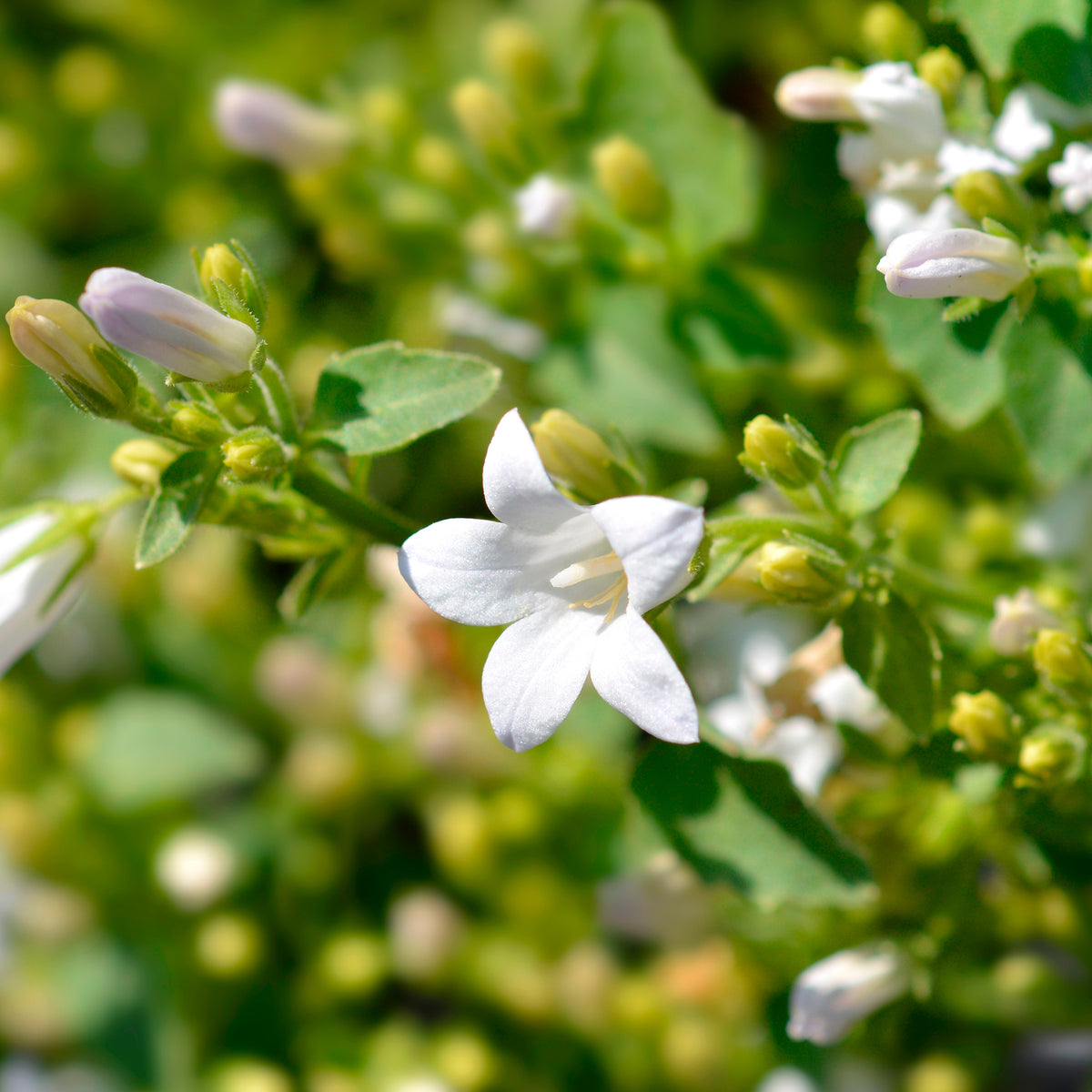 Balkon- en terrasbloemen - Weiße Polster-Glockenblume - Campanula portenschlagiana